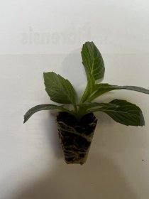 Vienmetės gėlės daigelis, margagraižis jurginas "Dahlietta Surprise Louise"