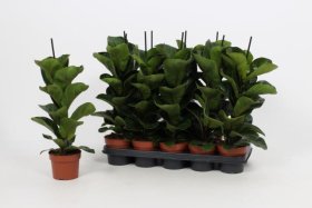 Kambarinis augalas, fikusas "Lyrata", vazonėlio skersmuo 12 cm.