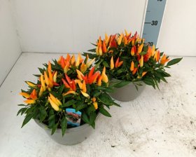 Vienmetė gėlė, pipiras dekoratyvinis, vazonėlio skersmuo 25 cm.