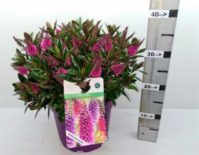 Dekoratyvinis krūmas, hebė "Tikitik Pi kiwi", vazonėlio skersmuo 23 cm.