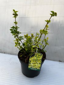 Dekoratyvinis krūmas, fortūno ožekšnis "Emerald'n Gold", vazonas 3 l.