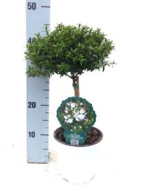 Kambarinis augalas, mirta paprastoji, ant stiebo, vazonėlio skersmuo 15 cm.