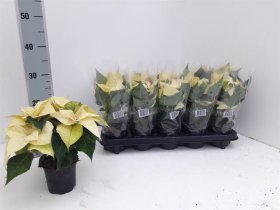 Kambarinis augalas, puansetija, baltos spalvos, vazonėlio skersmuo 12 cm.