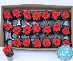 Kambarinis augalas, puansetija, vazonėlio skersmuo 6 cm.