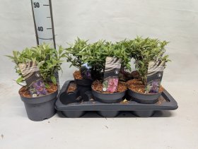 Dekoratyvinis krūmas, budlėja, įvairios, vazonėlio skersmuo 17 cm.