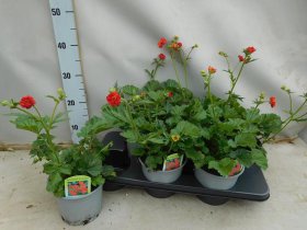 Daugiametė gėlė, žiognagė "Chiloense", vazonėlio skersmuo 15 cm.