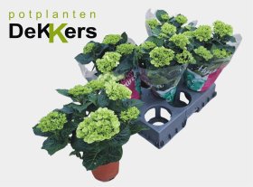 Dekoratyvinis krūmas, hortenzija didžialapė "Hi White Sun", vazonėlio skersmuo 14 cm.