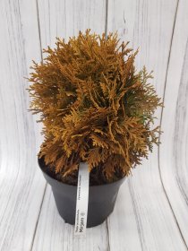 Spygliuotis, tuja vakarinė "Mirjam", vazonas 3 l.