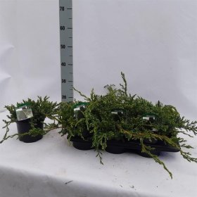 Spygliuotis, kadagys "Blue Star", vazonėlio skersmuo 17 cm.