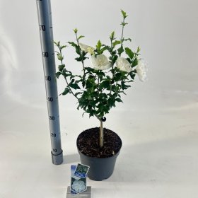 Daugiametė gėlė, kinrožė "White Chiffon", ant stiebo, vazonėlio skersmuo 23 cm.