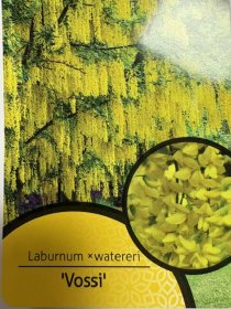 Dekoratyvinis medis, pupmedis "Vossi", vazonėlio skersmuo 21 cm.