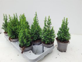 Spygliuotis, puskiparisis "Top Point", vazonėlio skersmuo 11 cm.