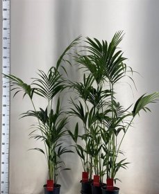 Kambarinis augalas, hovėja "Forsteriana", vazonėlio skersmuo 19 cm.