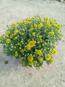 Vienmetė gėlė, chrizantema, vazono skersmuo 19 cm.
