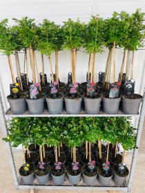 Daugiametė gėlė, rožė, įvairios, ant stiebo, vazonėlio skersmuo 19 cm.