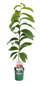 Vaismedis, triskiautė azimina, vazonas 2 l.