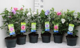 Daugiametė gėlė, kinrožė, vazonas 2 l.