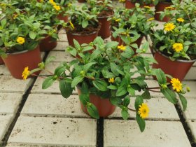 Vienmetė gėlė, sanvitalija, vazonėlio skersmuo 12 cm.