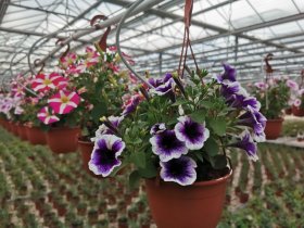 Vienmetė gėlė, surfinija, vazonėlio skersmuo 15 cm.