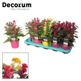 Vienmetė gėlė, celiozija "Hot Topic", vazonėlio skersmuo 12 cm.