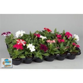 Vienmetė gėlė, petunija, vazonėlio skersmuo 9 cm.