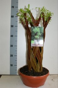 Dekoratyvinis medis, karklas "Alba 1", vazonėlio skersmuo 28 cm.