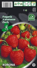 Braškių daigai (frigo) Korona A, 5 vnt. pakuotėje