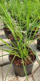 Žolinis augalas, soruolė, vazonėlio skersmuo 13 cm.