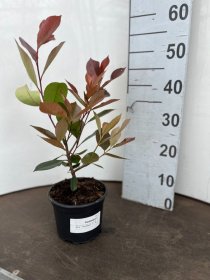 Dekoratyvinis krūmas, fotinija "Red Robin", vazonėlio skersmuo 17 cm.