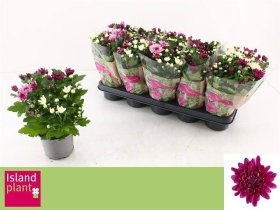 Vienmetė gėlė, chrizantema "Aub Gem", vazonėlio skersmuo 12 cm.