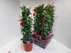 Vijoklinis augalas, mandevila "Sun Red", vazonėlio skersmuo 19 cm.