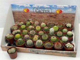 Kambarinis augalas, kaktusas, įvairūs, vazonėlio skersmuo 6,5 cm.