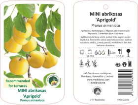 Vaismedis, mini abrikosas "Aprigold"