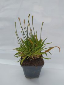 Alpinariumo augalas, armeria "Ballerina Red", vazonėlio skersmuo 9 cm.