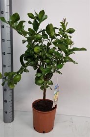 Kambarinis augalas, citrinmedis, vazonėlio skersmuo 22 cm.