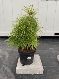 Spygliuotis, skėtkėnis menturinis, vazonėlio skersmuo 23 cm.