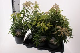 Dekoratyvinis krūmas, bereinutis gausiažiedis, vazonėlio skersmuo 17 cm.