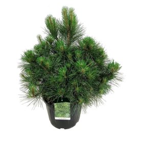 Spygliuotis, pušis juodoji "Spielberg", aukštis 40-50 cm., vazonas 15 l.