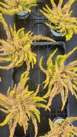 Vienmetė gėlė, viržis "Seastar", vazonėlio skersmuo 11 cm.