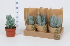 Kambarinis augalas, žilė "Everest", vazonėlio skersmuo 12 cm.