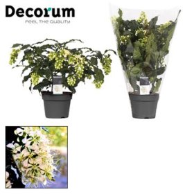 Kambarinis augalas, šventmedis, vazonėlio skersmuo 13 cm.