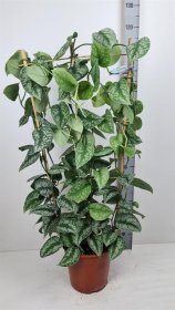 Kambarinis augalas, skindapas "Trebie", vazonėlio skersmuo 24 cm.