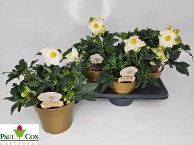 Daugiametė gėlė, eleboras "HGC Jasper", vazonėlio skersmuo 17 cm.