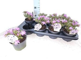 Dekoratyvinis krūmas, rododendras tankusis, vazonėlio skersmuo 12 cm.