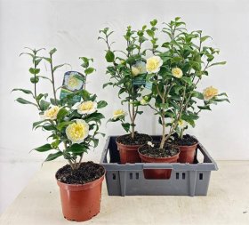 Kambarinis augalas, kamelija japoninė, vazonėlio skersmuo 19 cm.