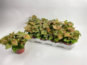 Kambarinis augalas, singonis, vazonėlio skersmuo 12 cm.