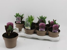 Daugiametė gėlė, česnakas, vazonėlio skersmuo 14 cm.