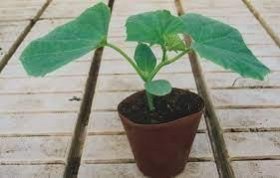 Daržovių sodinukai, agurkai (ilgavaisiai) "Tolstoj"