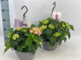 Dekoratyvinis krūmas, hortenzija "Table-Tensia", vazonėlio skersmuo 23 cm.