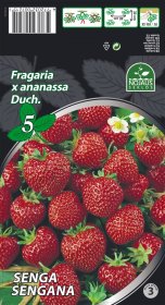 Braškių daigai (frigo) Senga Sengana, 5 vnt. pakuotėje